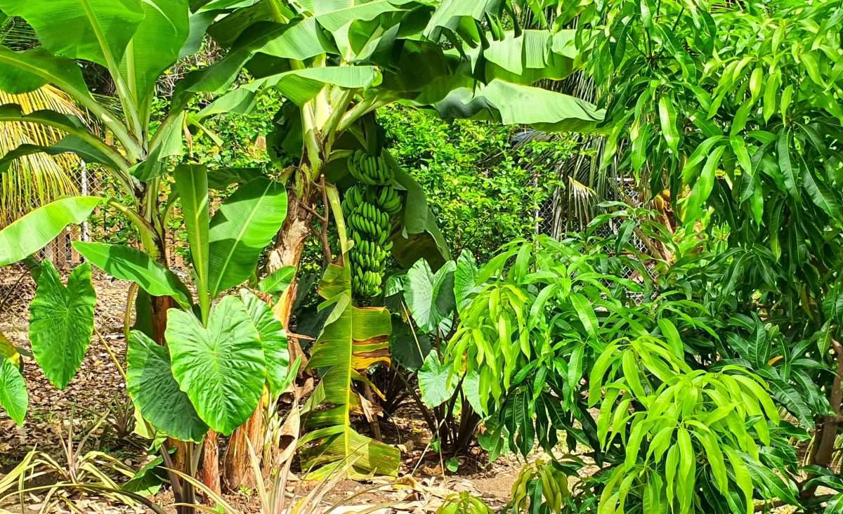 Sunnyside Villa, Cap Estate. - Gallery image 14