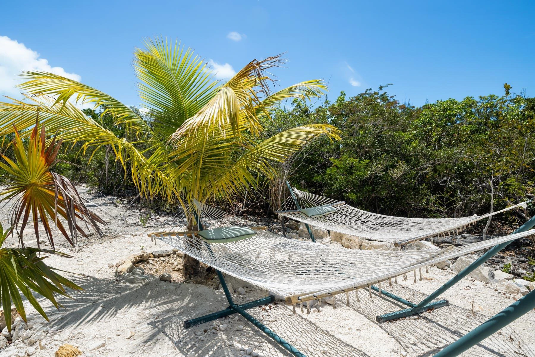 Blue Lotus & Golden Lotus - Gallery image 11