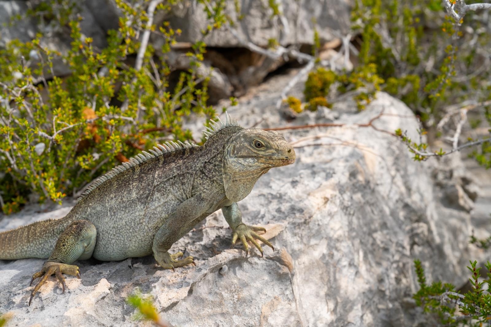 Caicos Banks Spa Estate Villa- Sailrock - Gallery image 24