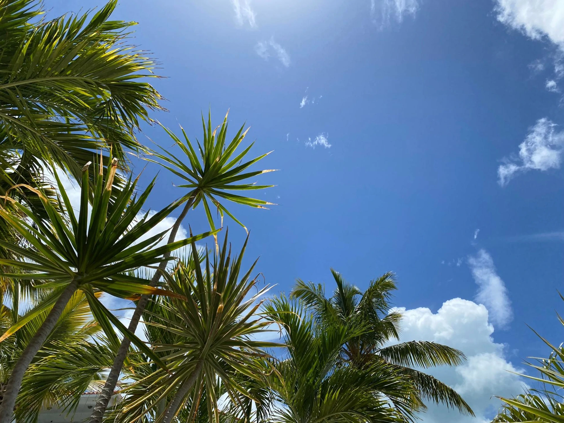 B101 Queen Angel - Gallery image 31