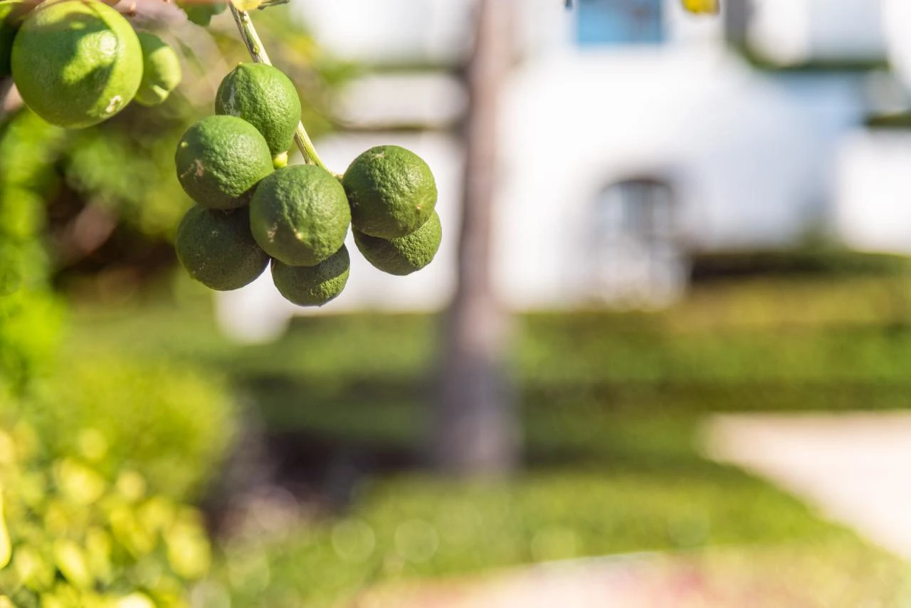 Mandalay - Gallery image 53