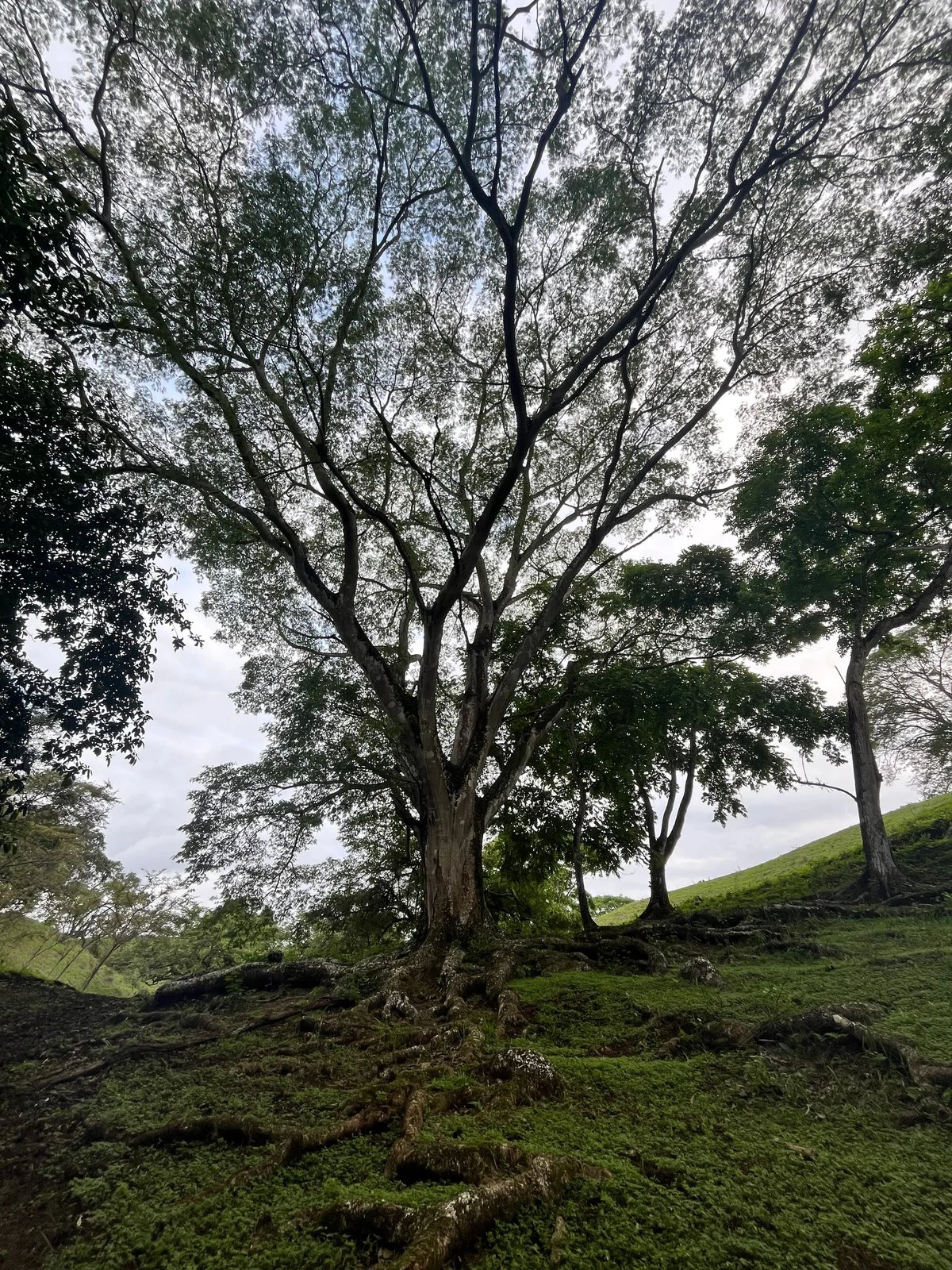 The Spring Compound, 3 Plots | Playa Venao