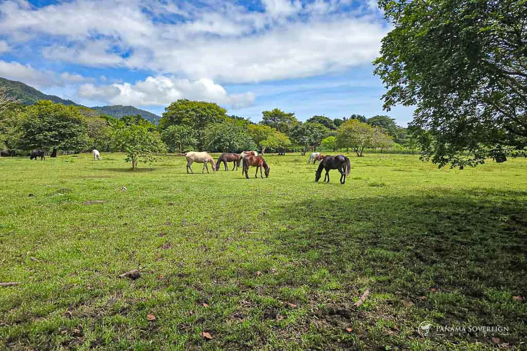 Land in Cambutal