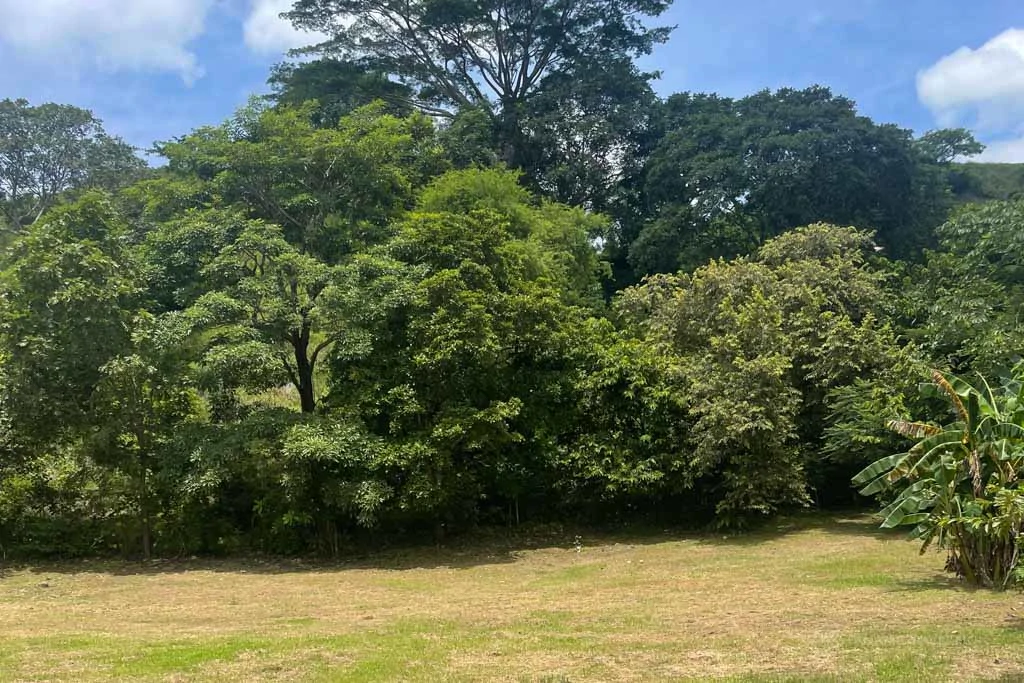 Land in Cambutal - Gallery image 7