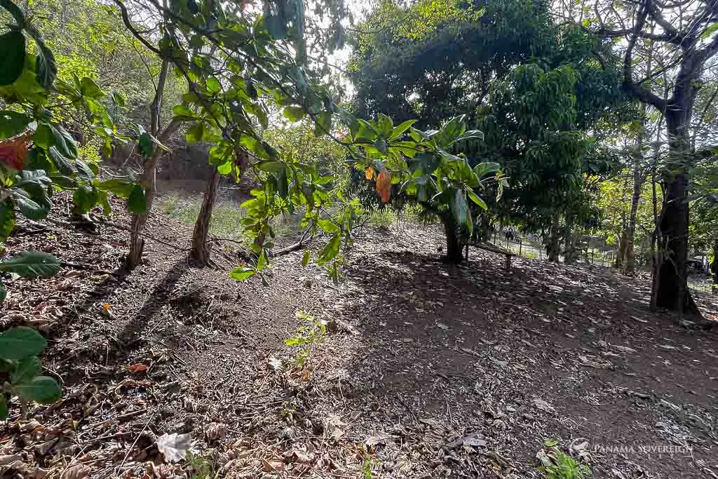 Land in Cambutal - Gallery image 4