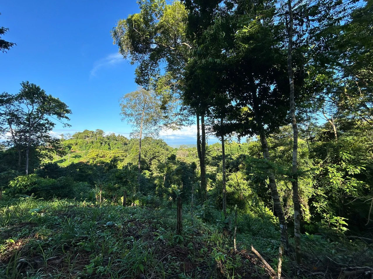Marvelous Ocean View Parcel in Uvita. - Gallery image 27