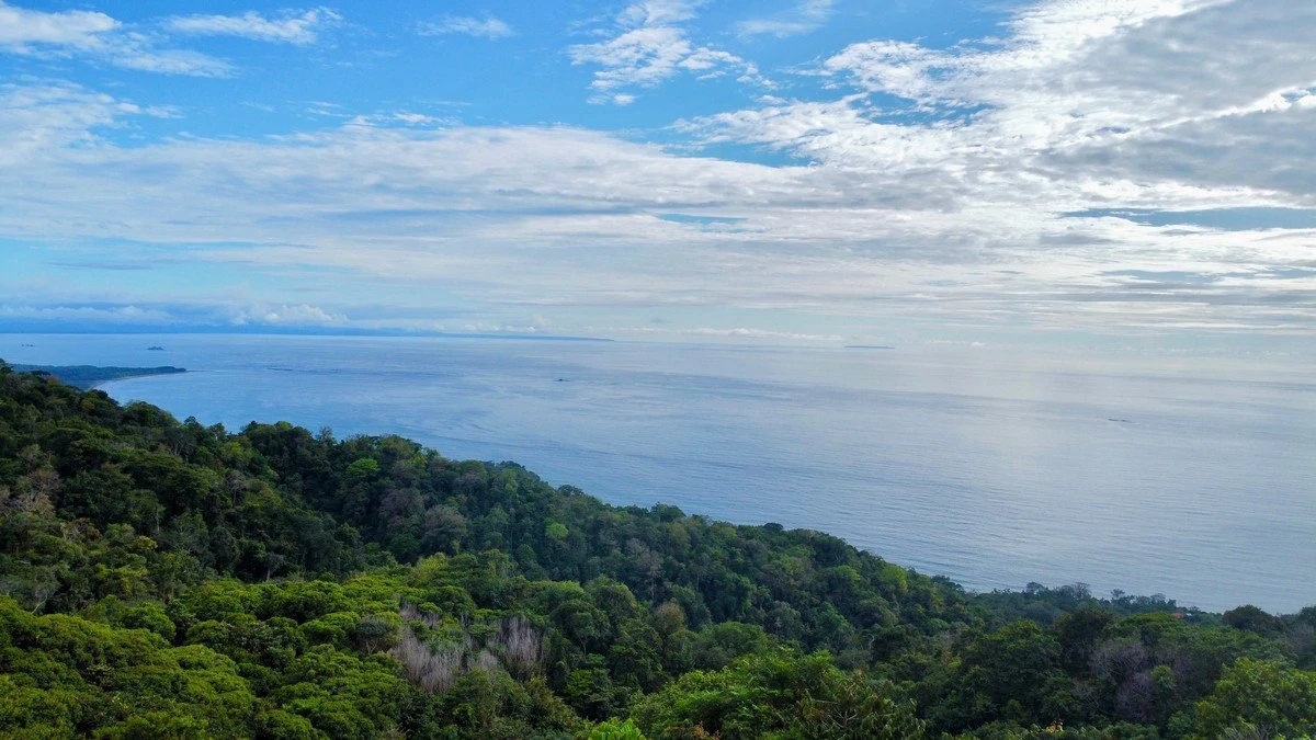 2 ACRES – 2 Bedroom Whales Tale Ocean View Home In Costa Verde Estates Gated Community!!!: 79 ACRES – Amazing Farm On Ridge Top With Whale’s Tail Ocean View And 800 Exotic Tropical Fruit Trees!!!!! - Gallery image 51