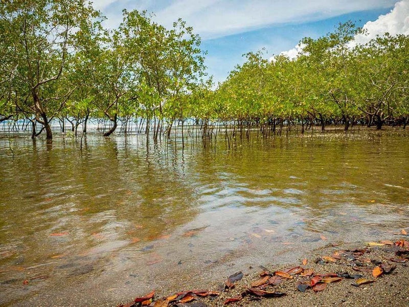 Titled Beach Property in the Osa - Gallery image 20