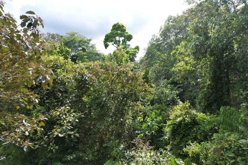 173-Acres of Nature Reserve with Spectacular Primary Forest & Golfo Dulce Views - Gallery image 4