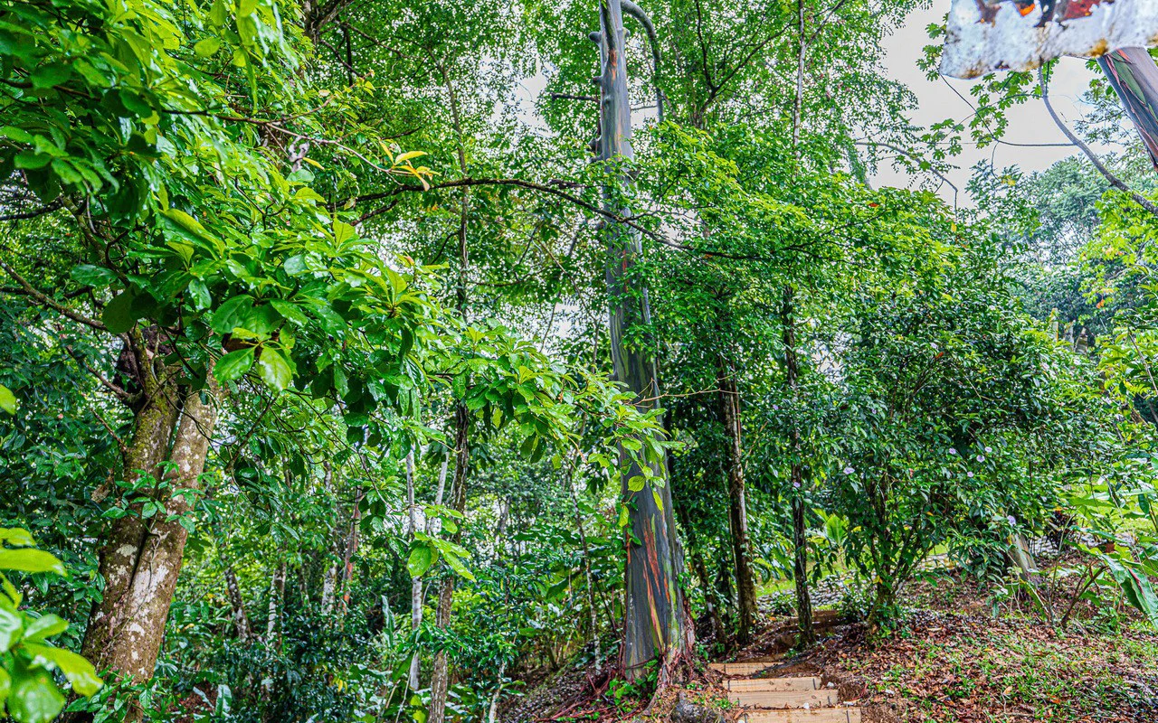 Off Grid Luxury Estate Micro Regenerative Homestead Tinamastes - Gallery image 90