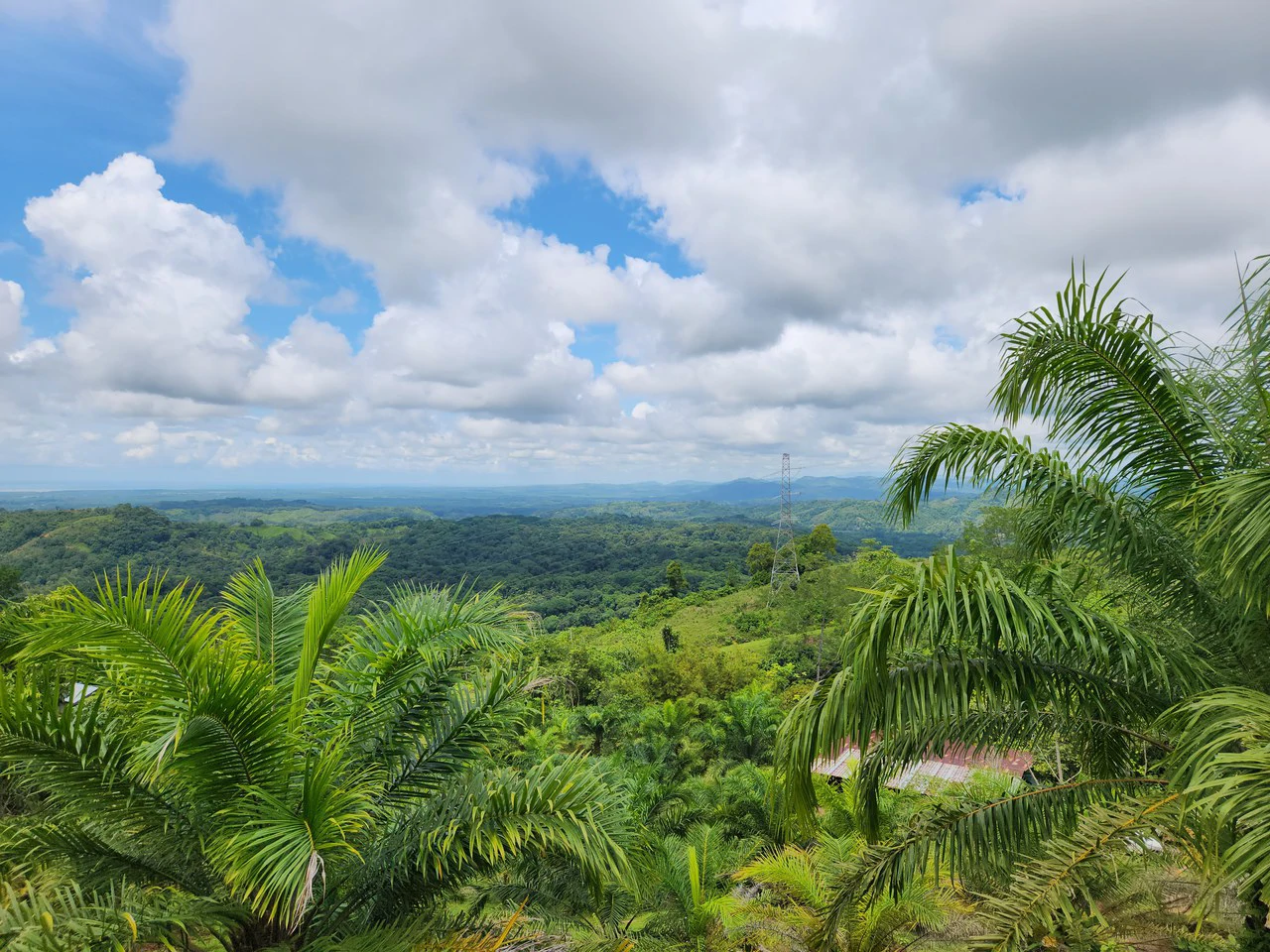 PRIME PARRITA FARM FOR SALE - Gallery image 14