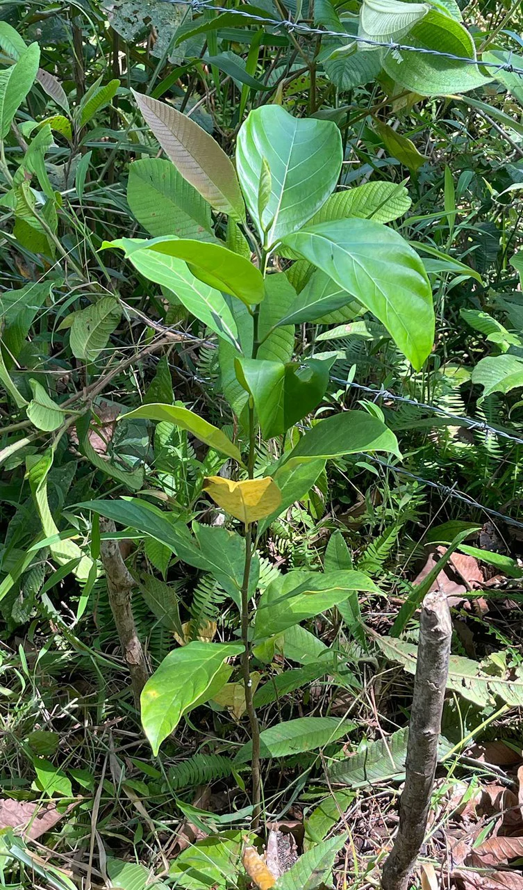 ID 4167: Investment Opportunity: 8-Acre Reforested Mountain Finca in Puriscal - Gallery image 15