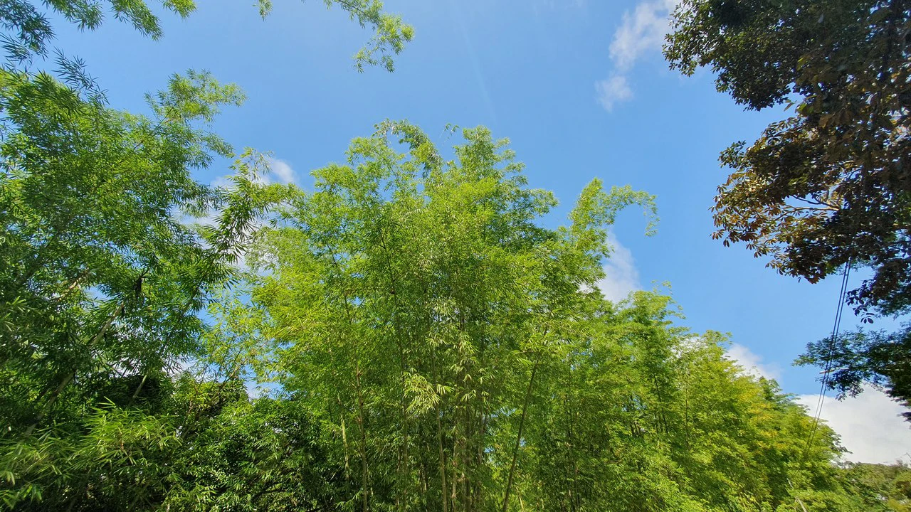 Property #2 with Bamboo Plantation, Development Opportunity (Residential, Hotel, and Industrial). - Gallery image 13