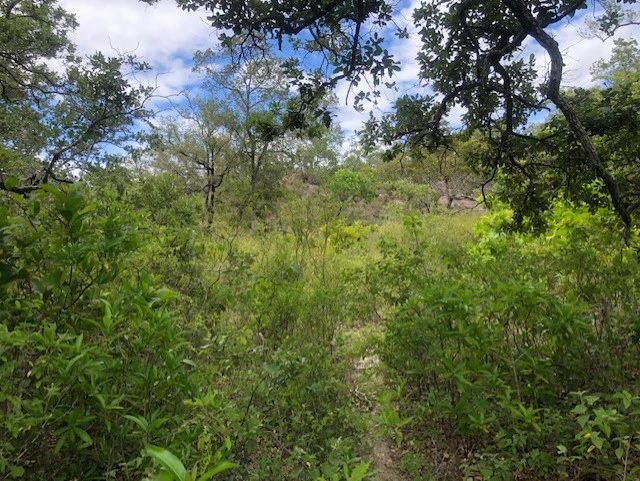 Mountain Farm for Sale in Liberia – Nature, Privacy, and High Investment Potential - Gallery image 23