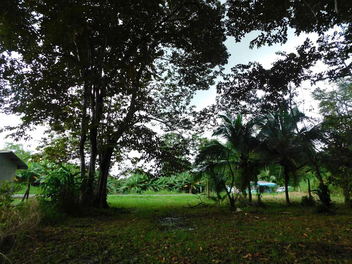 Green Centrally Located Paradise - Gallery image 10