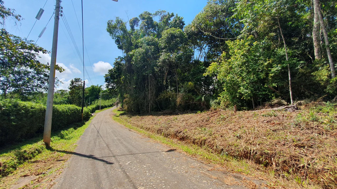 Property #1 with Bamboo Plantation, Development Opportunity (Residential, Hotel, and Industrial). - Gallery image 4