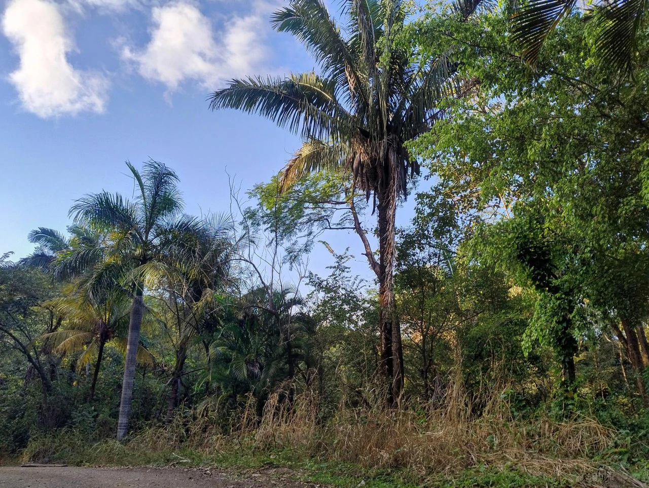 Gated Community Jungle View Lot: Near the Coast Home Construction Site For Sale in Sámara - Gallery image 5