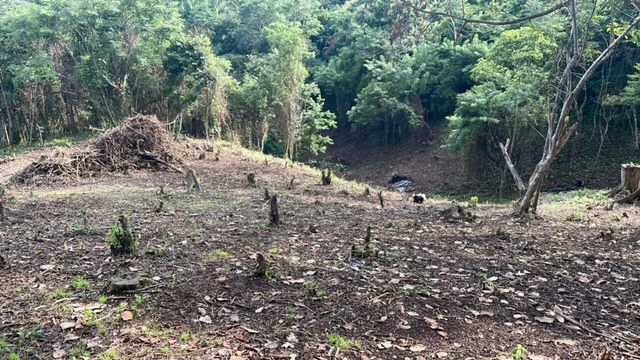 Beautiful Property for Sale in the Mountains of San Juanillo – Prime Land with Building Potential Just 10 Minutes from the Ocean - Gallery image 19