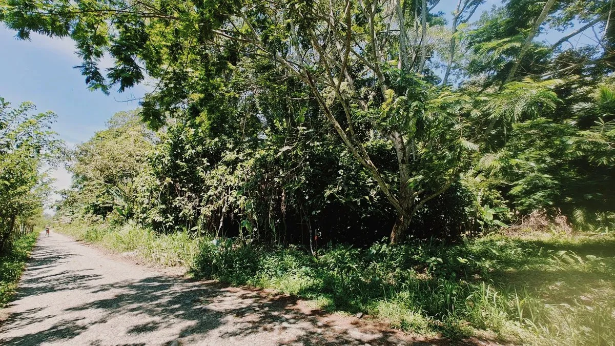 ID 919: 5708 sqm Flat Jungle Lot in Tuba Creek - Gallery image 2
