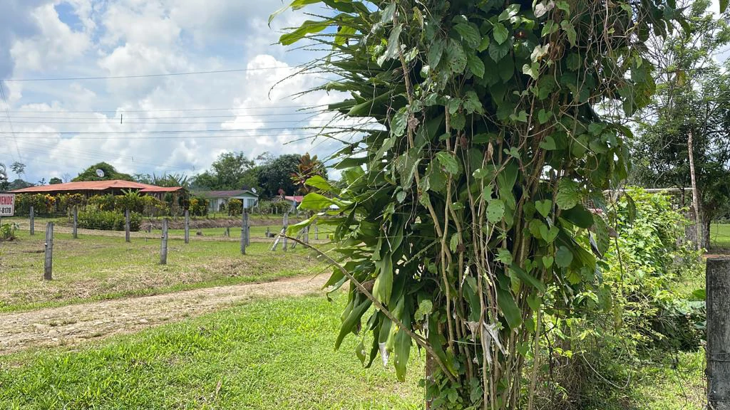 Mountain Agricultural Land For Sale in Bijagua - Gallery image 44