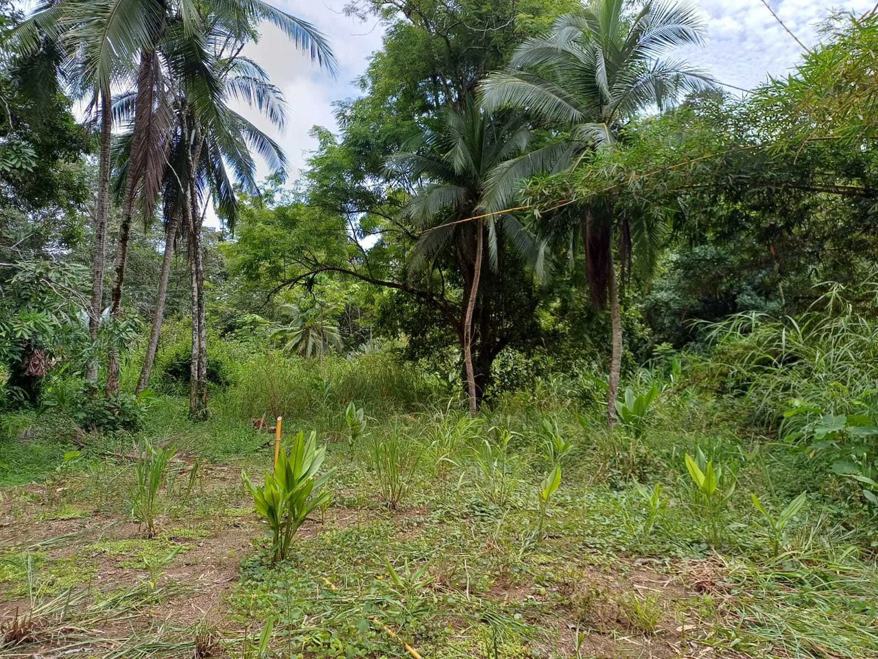 Natura Amapola Reserve, Puerto Jimenez - Gallery image 13