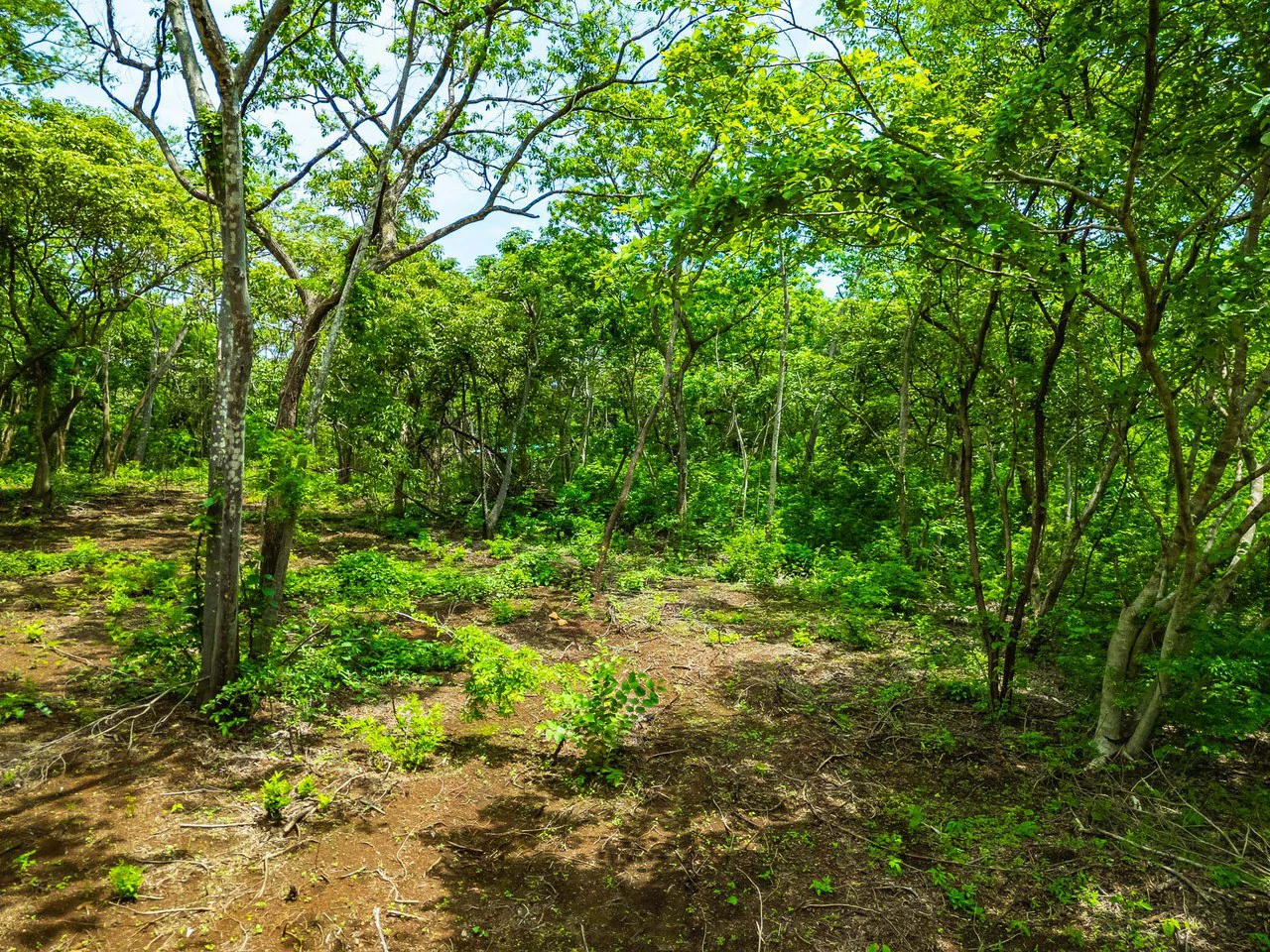 Adventure Meets Nature: Private 1.75acres Lot Minutes from Playa Negra - Gallery image 11