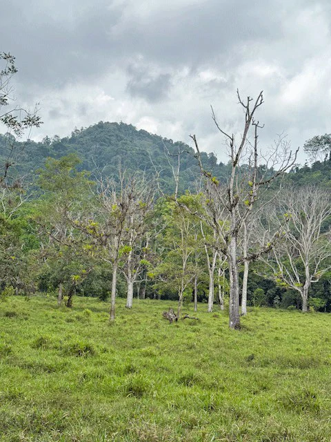 Finca Herradura, Frente a Los Sueños: Development Land Herradura - Gallery image 7
