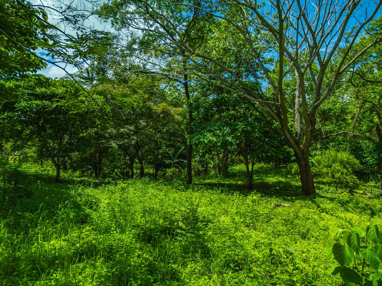 Tierra Pacifica #22: 1.5 Acre Homesite with Water Meter - Gallery image 19