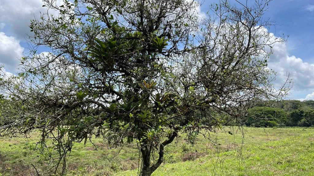 Building potential property for sale, beautiful land in the pure nature close to Bijagua