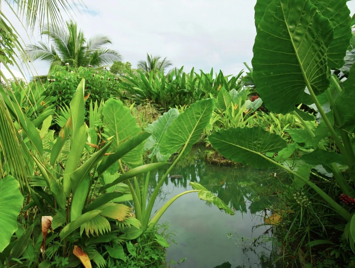 Casa Bromelia: Drake Bay Beachfront Paradise Property Near Corcovado - Gallery image 17