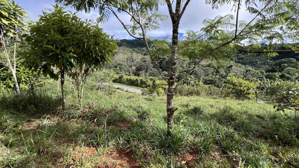 Mountain and Countryside Agricultural Land For Sale in Platanares - photo 15
