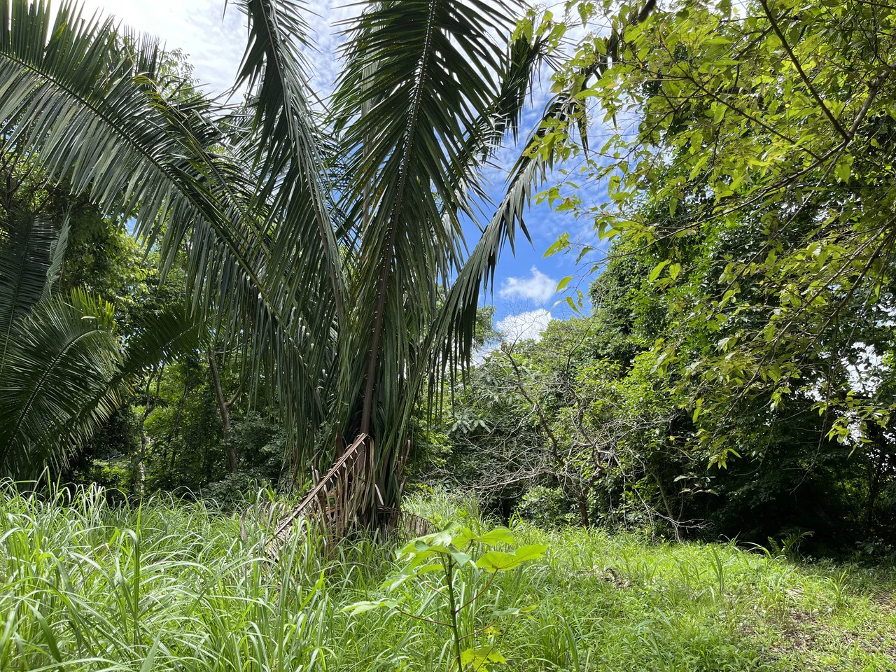 6 Acres Ready for Development in Samara - Gallery image 6