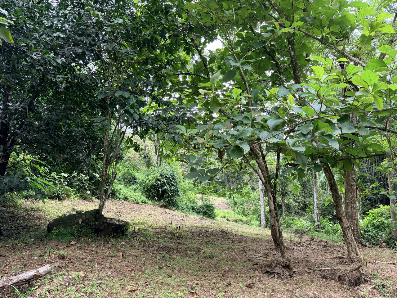 Uvita Development Farm - 40.47 Acres Estate - photo 14