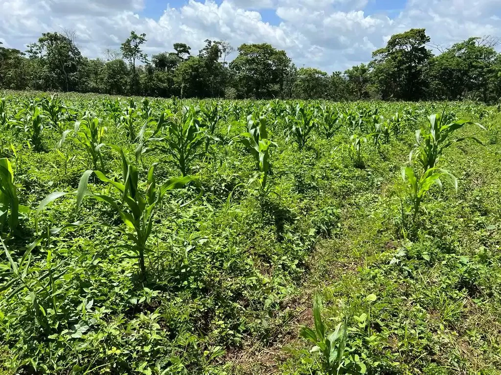 The farm is sold in Alajuela - Gallery image 14