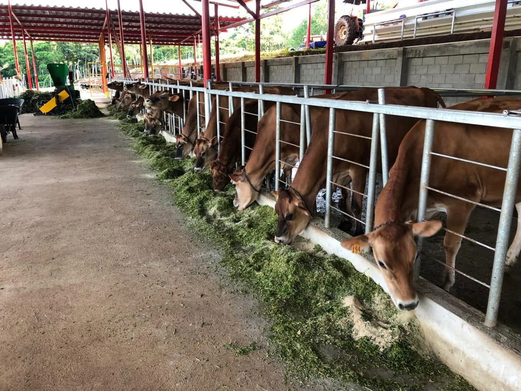 Professional Milk Factory for Sale with a big house in the mountains of Bijagua Costa Rica