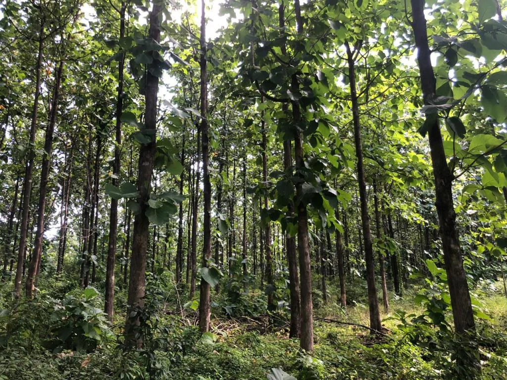 Teak Farm for Sale with a Hacienda Villa and 3 houses in La Cruz, 1 hour away from Liberia - Gallery image 10