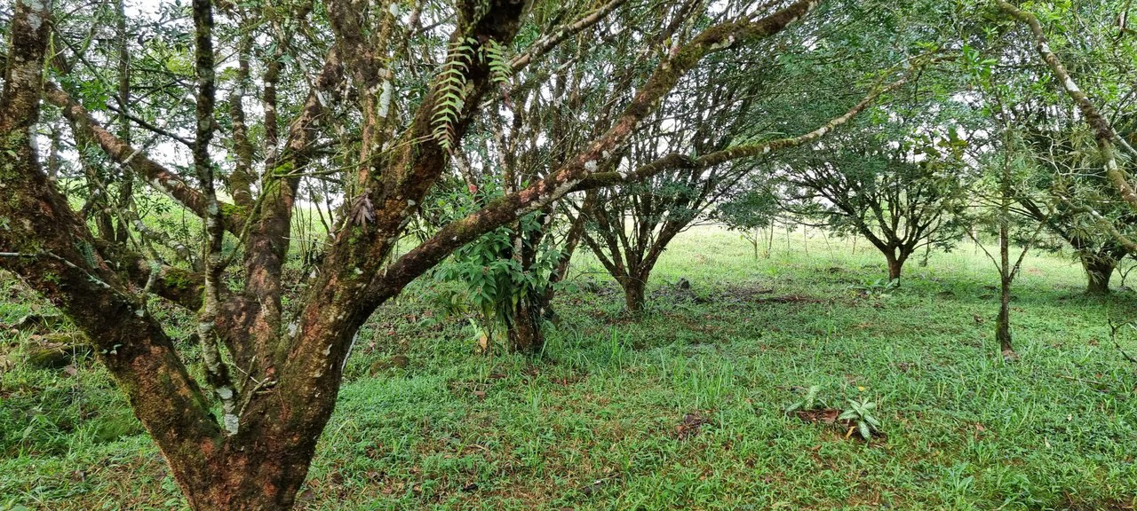 Lote 46 RISE: BEAUTIFUL 1.37-ACRE LOT WITH CREEK FOR SALE IN THE HEART OF THE RESIDENCIAL RISE, SANTA ELENA - Gallery image 4
