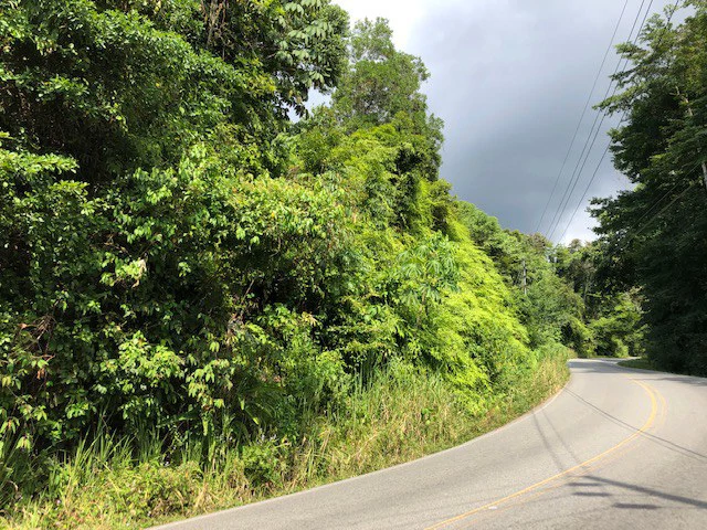 6.5 ACRES – Space To Grow, Build & Thrive, Close To The Beach & Commercial Potential Road Frontage!!!!!: Mountain and Countryside Development Parcel For Sale in Platanillo de Dominical - Gallery image 17