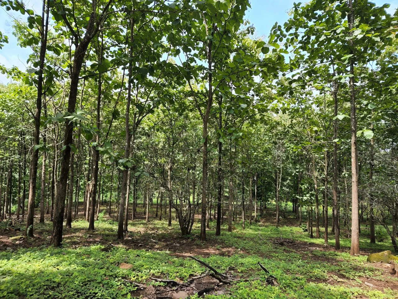 INVEST IN A TEAK PLANTATION FOR 25 YEARS - Gallery image 6
