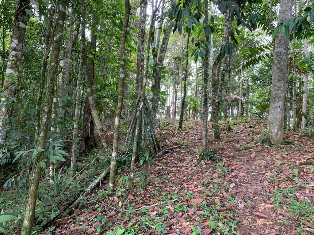 Ocean View Forest Reserve with Private Homesite Near Tinamastes - Gallery image 13