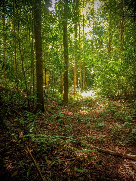 Ocean View & Primary forest 55-ha Rincon de Osa - Gallery image 22