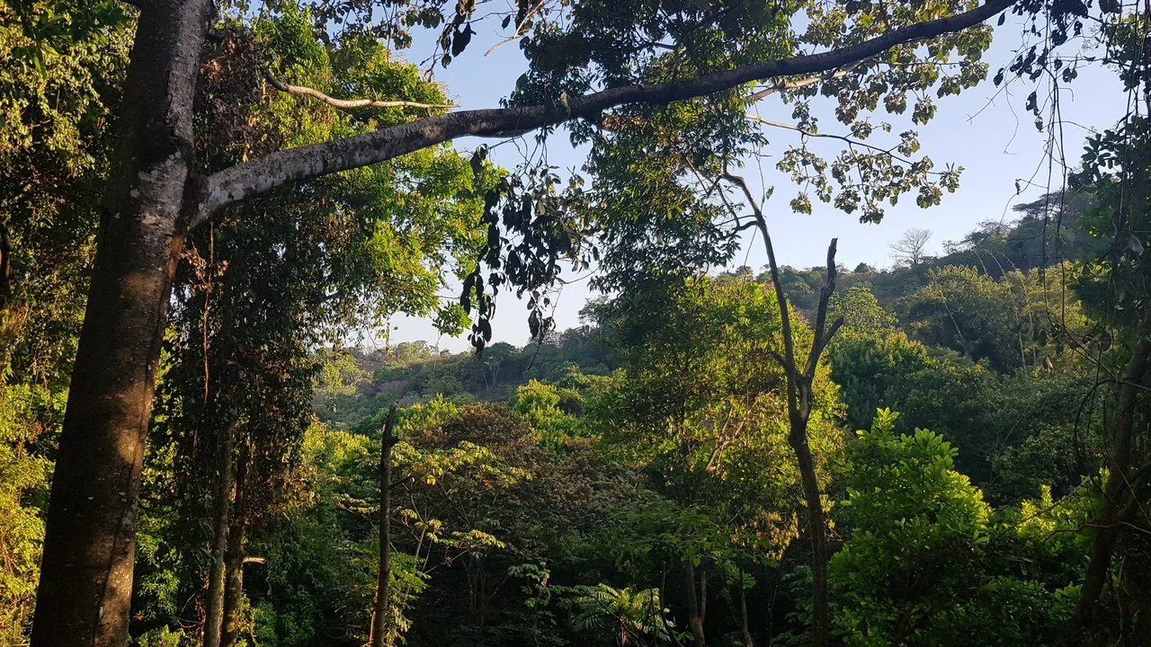 Building Lot in Manuel Antonio, Surrounded by Nature - Gallery image 4