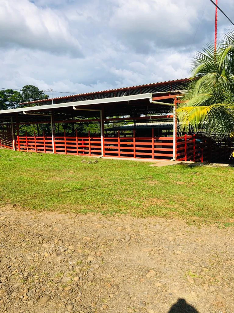Professional Milk Factory for Sale with a big house in the mountains of Bijagua Costa Rica - Gallery image 12