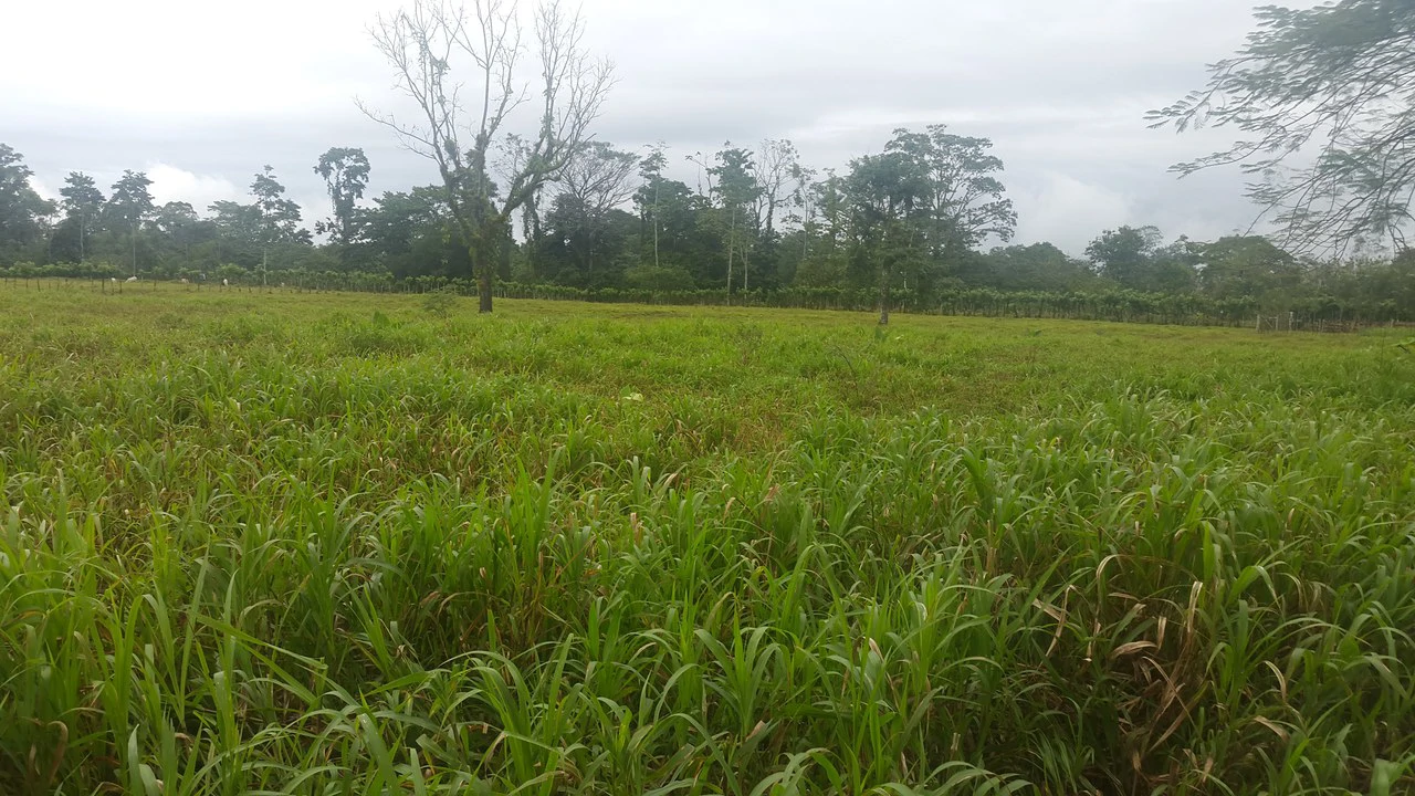 Countryside Development Parcel For Sale in Cariari - Gallery image 6