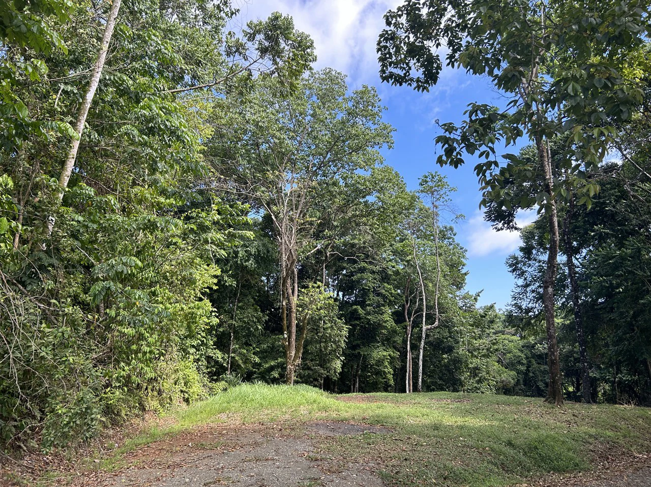 Cabo Matapalo: Jungle View Lot Priced To Sell! - Gallery image 16