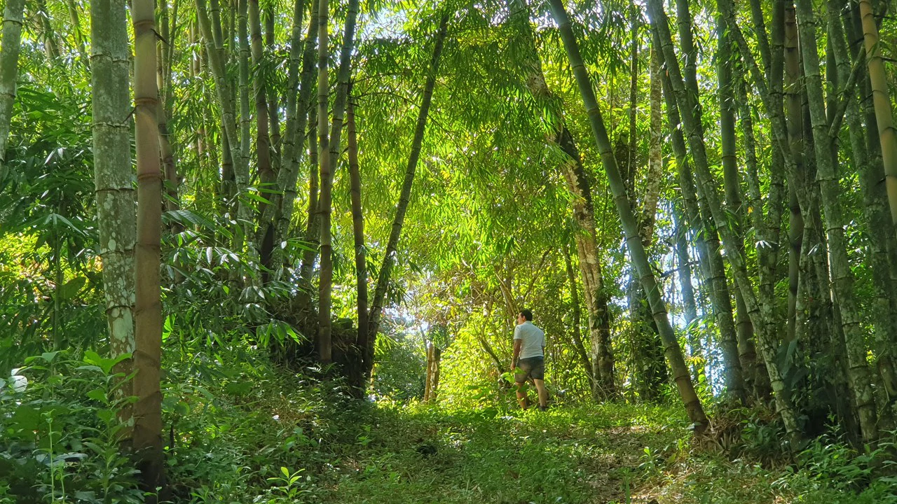 Property #2 with Bamboo Plantation, Development Opportunity (Residential, Hotel, and Industrial). - Gallery image 7