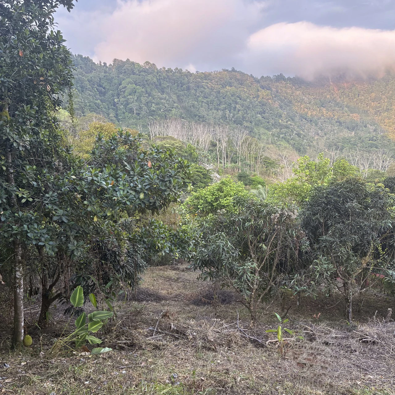 Ocean & Mountain View Lot with Multiple Building Sites-20 Minutes from Uvita - Gallery image 9