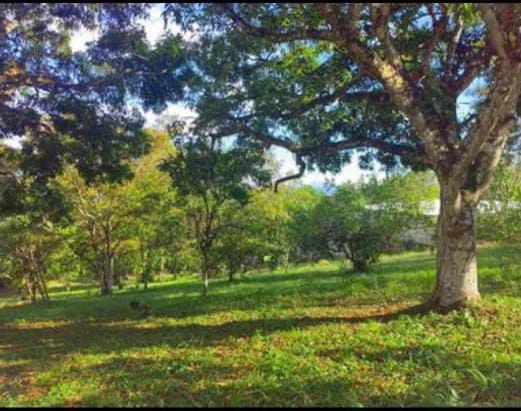 FRUIT TREE PROPERTY FOR SALE: Home Construction Site For Sale in San Isidro del General - Gallery image 30