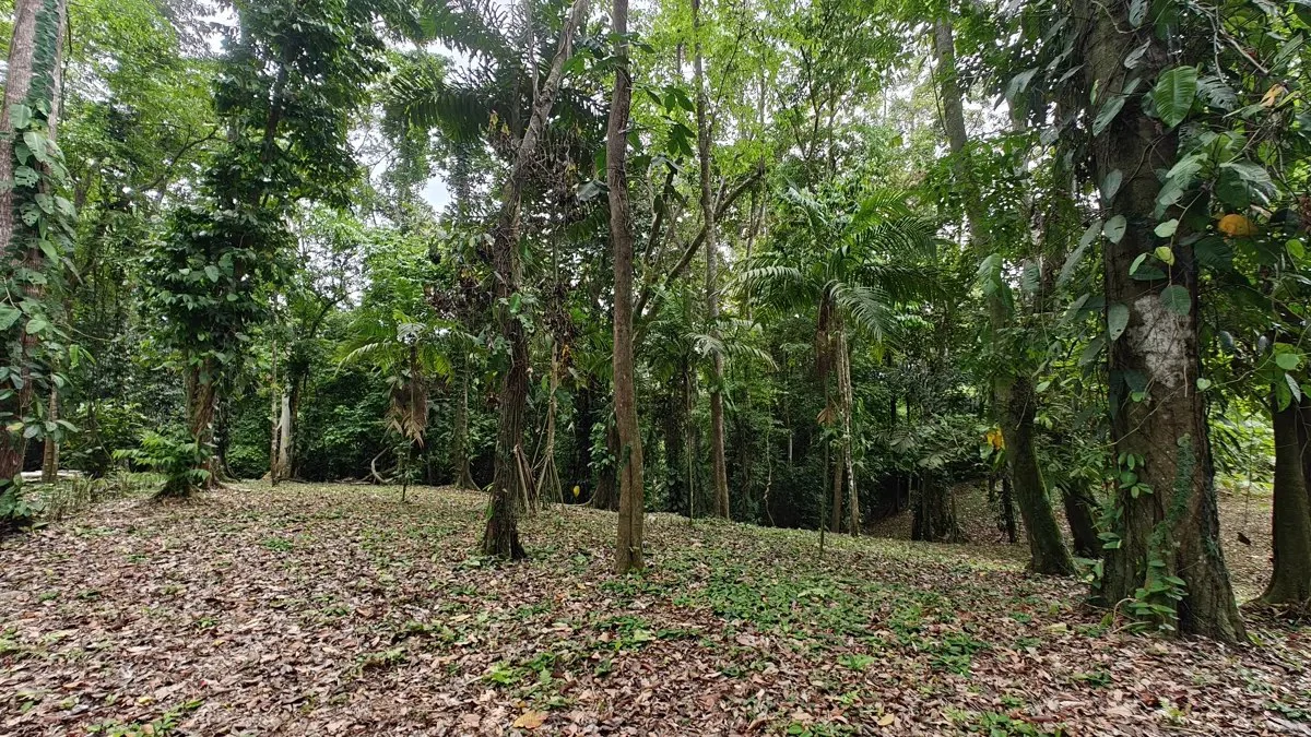 ID 1121: 1,979m² Titled Lot - Last Available Lot in Punta Uva Hills - Near Punta Uva Beach - photo 3