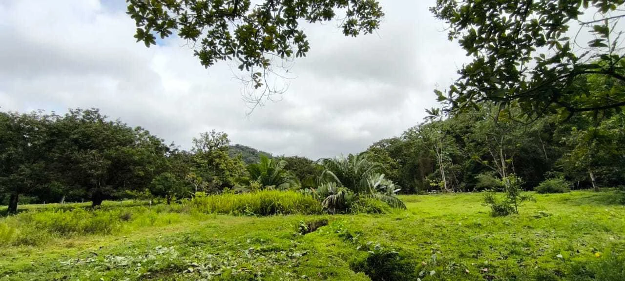 23 Acres of Paradise at Bahia Drake - Gallery image 15